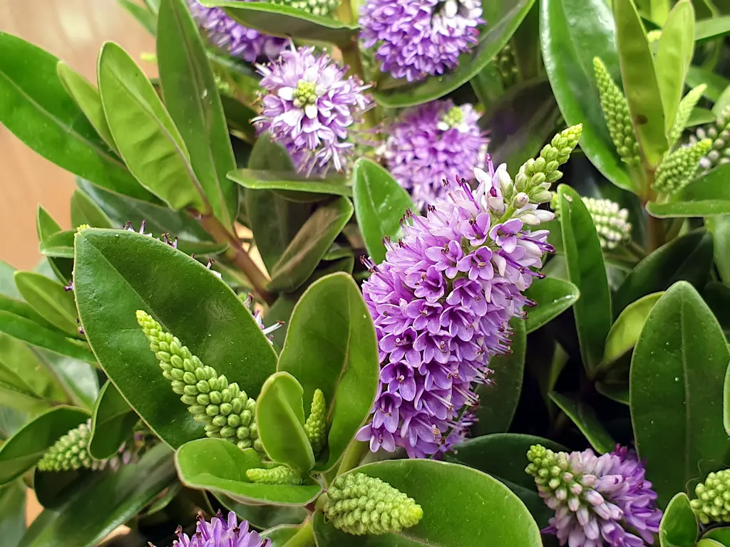 🌸 ΒΕΡΟΝΙΚΗ – Hebe speciosa - 3